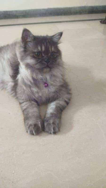 Beautiful Playful Persian Male Cat 1