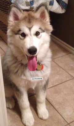 Alaskan malamute male puppy for sale