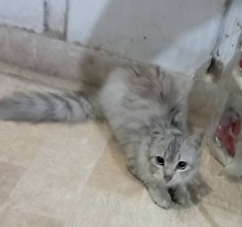 Long hair silver siberian kitten 0