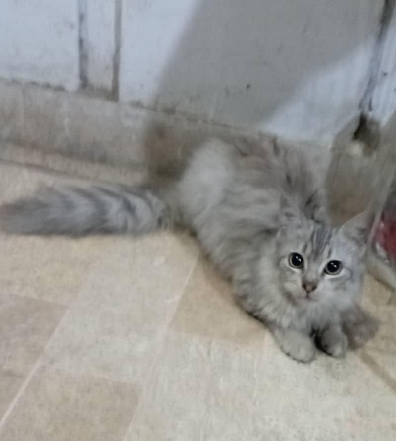 Long hair silver siberian kitten 1