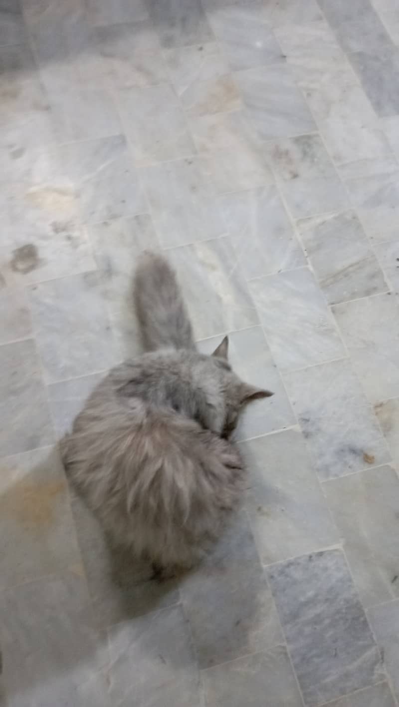 Long hair silver siberian kitten 4