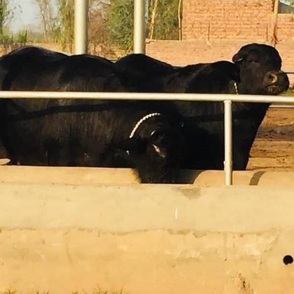 pure amarican and Australian milking cows heifers and Buffalo 0