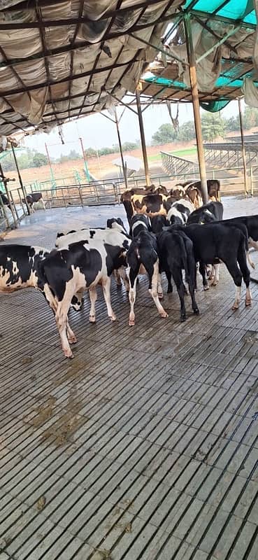 pure amarican and Australian milking cows heifers and Buffalo 1