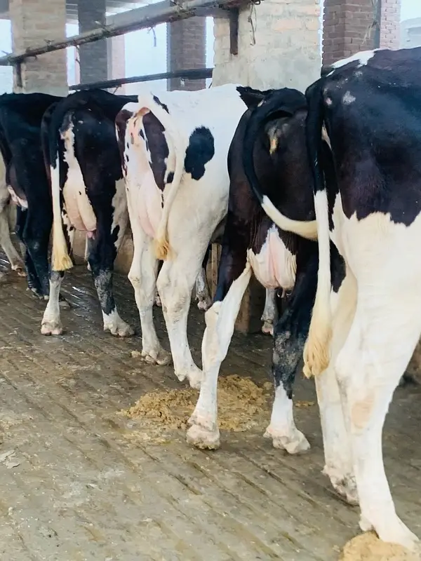 pure Amarican / Australian / fresion cow / bull wacha / qurbani/گائے — photo 3