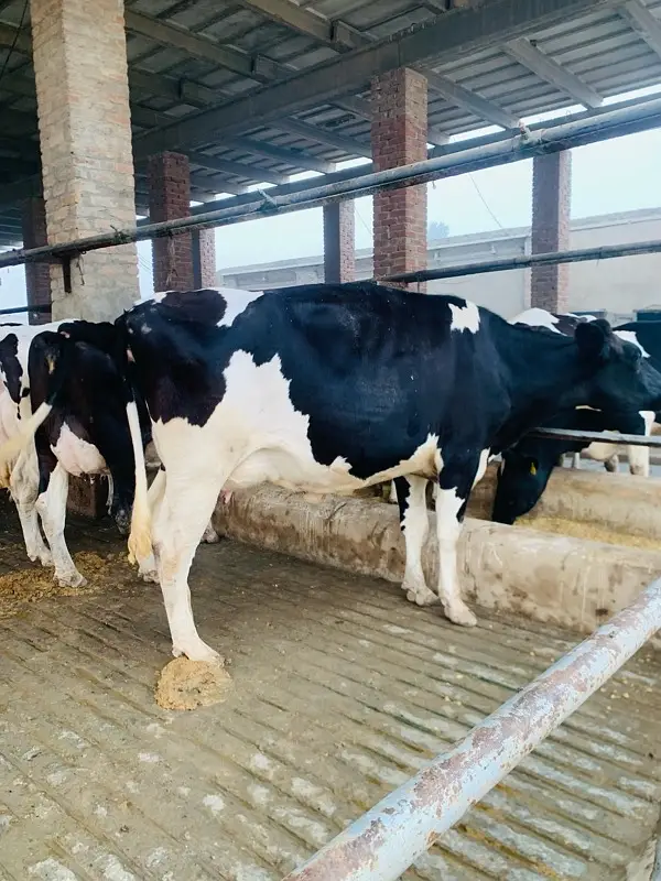 pure Amarican / Australian / fresion cow / bull wacha / qurbani/گائے — photo 4