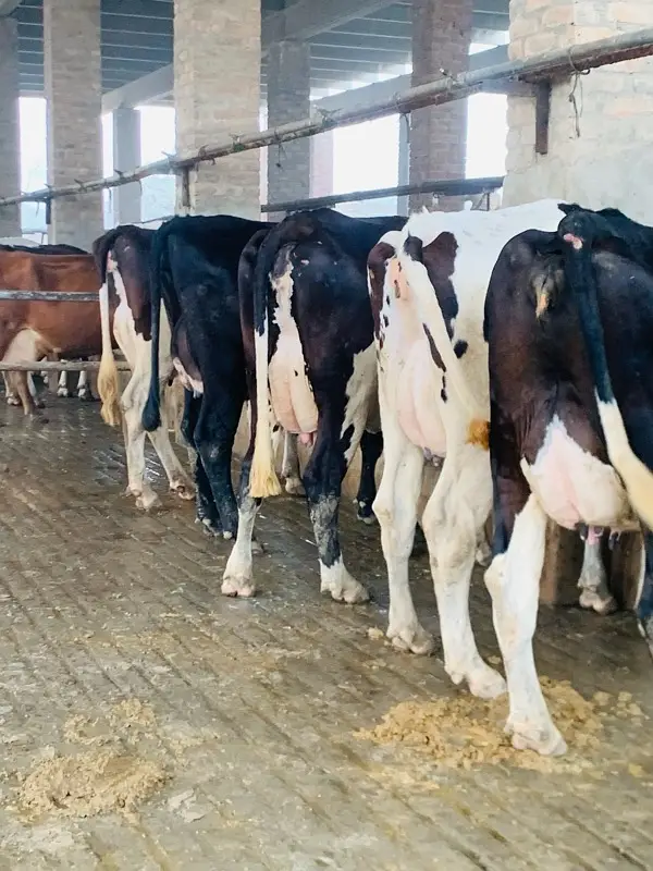 pure Amarican / Australian / fresion cow / bull wacha / qurbani/گائے — photo 5