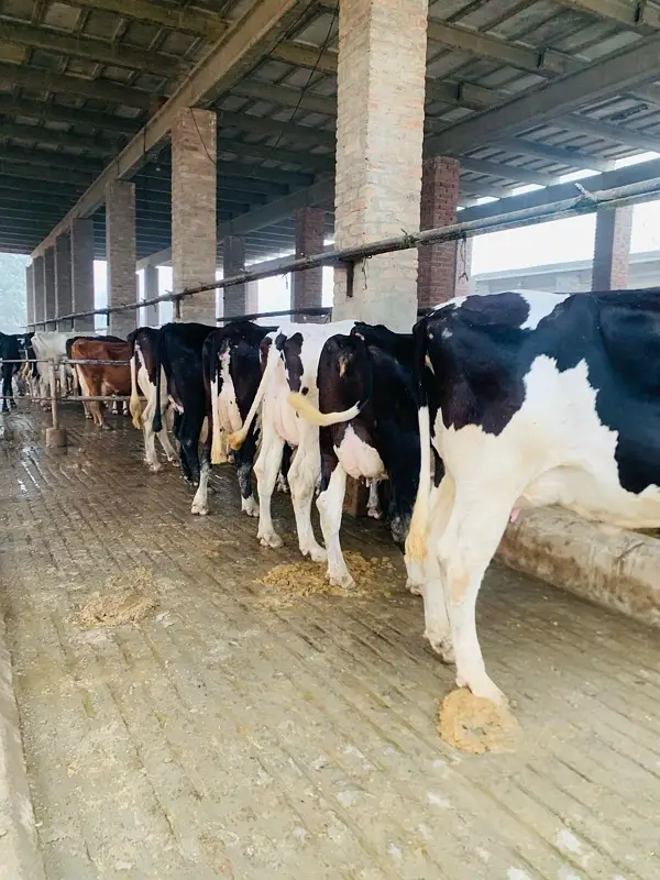pure Amarican / Australian / fresion cow / bull wacha / qurbani/گائے — photo 7