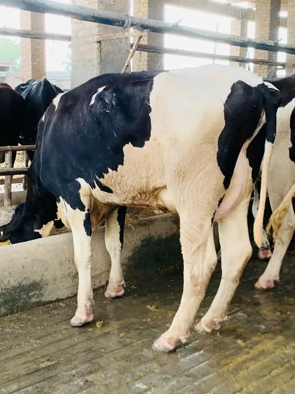 pure Amarican / Australian / fresion cow / bull wacha / qurbani/گائے — photo 9