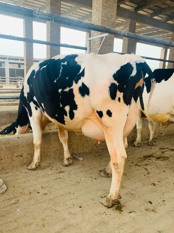 pure Amarican / Australian / fresion cow / bull wacha / qurbani/گائے — photo 11