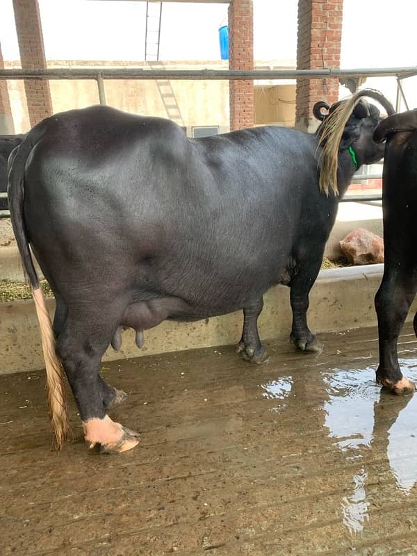 pure amarican and Australian milking cows heifers and Buffalo 12