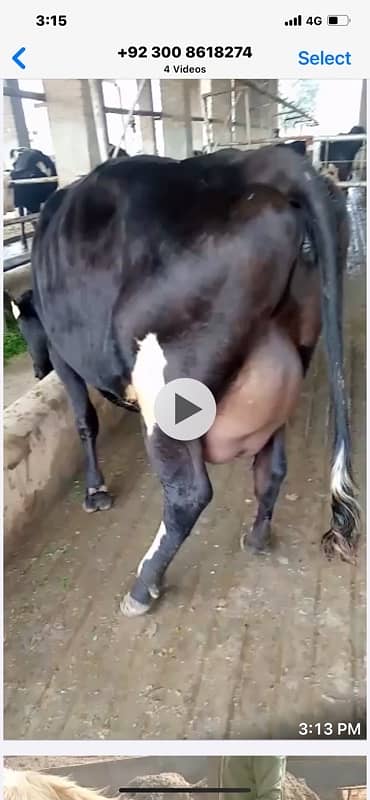 pure amarican and Australian milking cows heifers and Buffalo 13