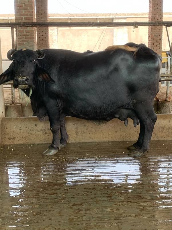 pure amarican and Australian milking cows heifers and Buffalo 14