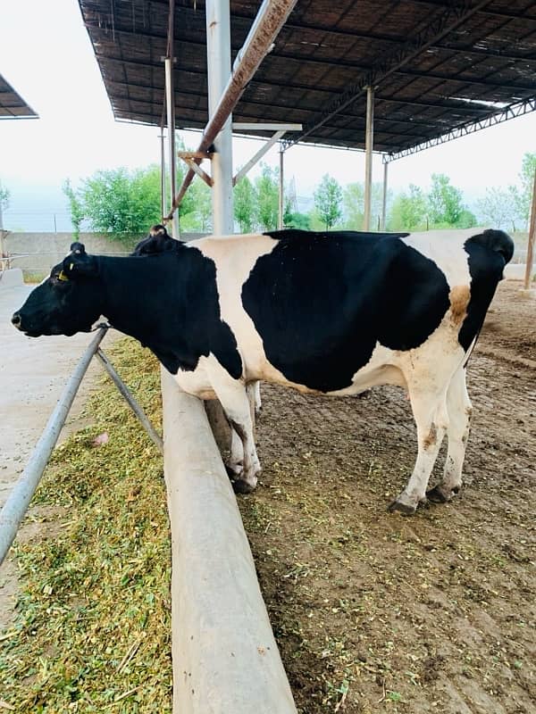 pure amarican and Australian milking cows heifers and Buffalo 16