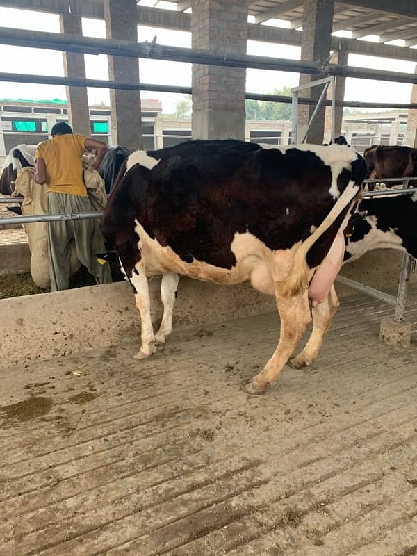 pure amarican and Australian milking cows heifers and Buffalo 17