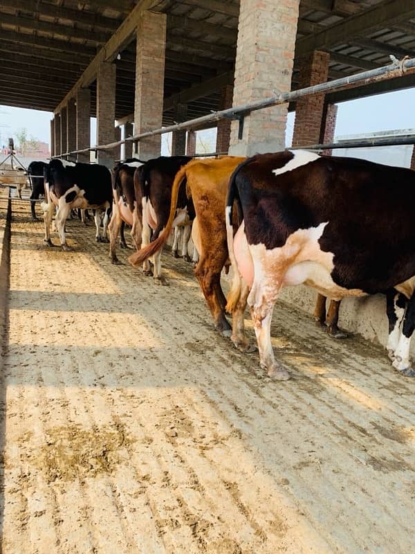 pure amarican and Australian milking cows heifers and Buffalo 18