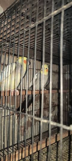 Paire cockatiel Urgent sale