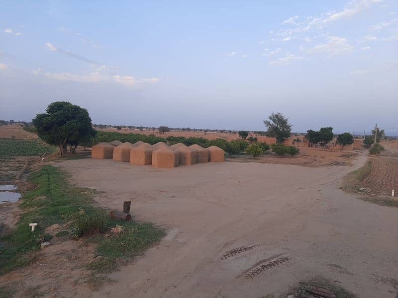 Wheat  Hey( Bhoaray) (Bhosa) 0