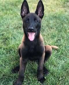 Belgian malinois puppy