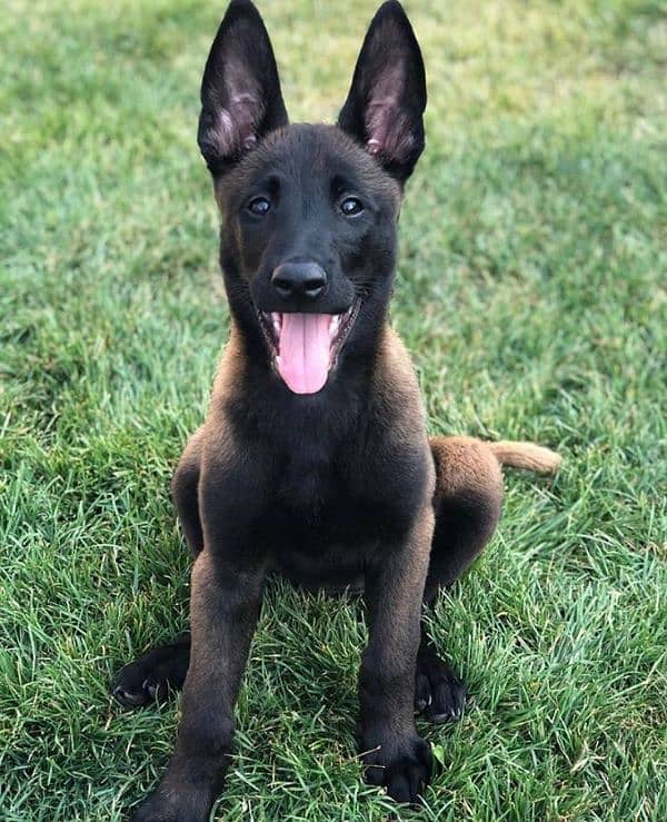 Belgian malinois puppy 0