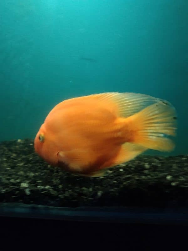 parrot fish 2