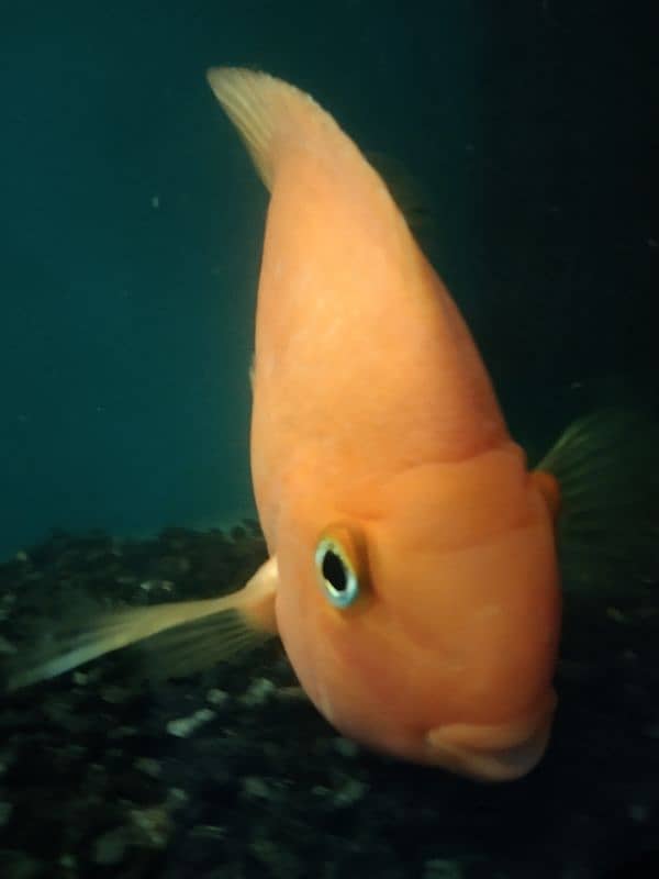 parrot fish 6