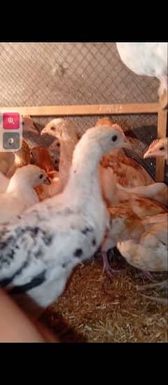 golden misri chick available