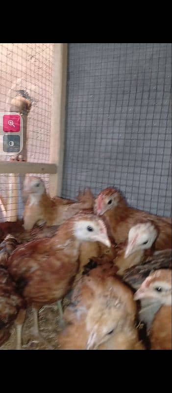 golden misri chick available 3