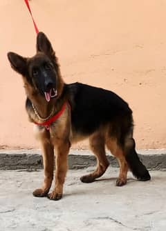 german shephed Female selling urgently 0/3/2/3 -  /8/3/3/8/4/9/5