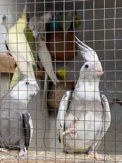 cocktail parrot common price  pair 4000 grey wala 3500 pair