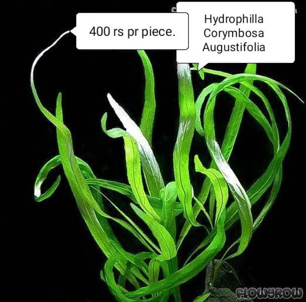 Aquatic Plants 2