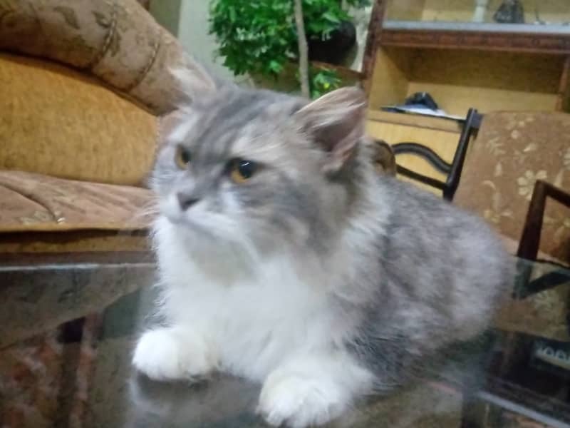 Triple Coat persian female Cat with white n silver blend 2