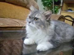 Triple Coat persian female Cat with white n silver blend