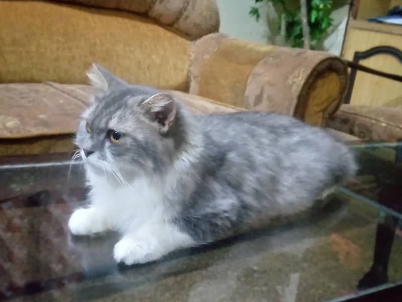 Triple Coat persian female Cat with white n silver blend 1