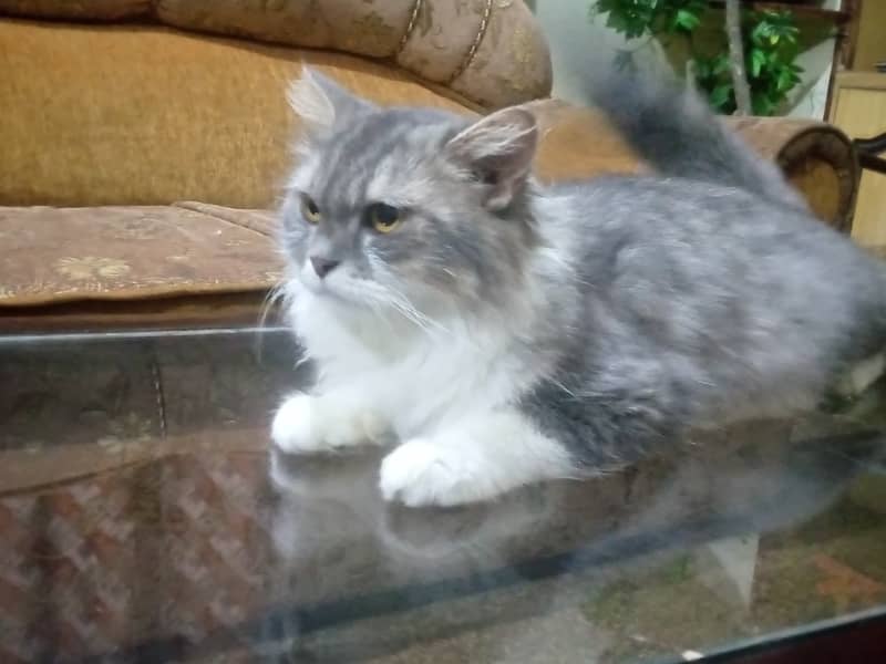 Triple Coat persian female Cat with white n silver blend 3