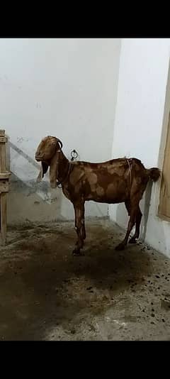 bakri  1 kidan urgent sale