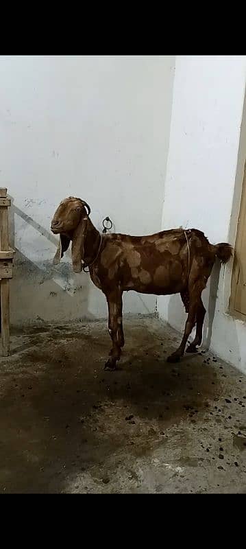 bakri  1 kidan urgent sale 0