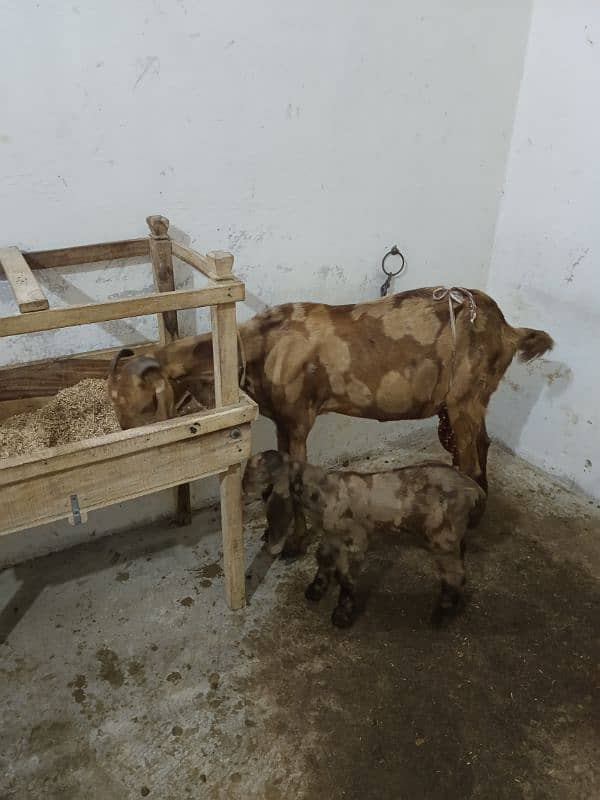 bakri  1 kidan urgent sale 2