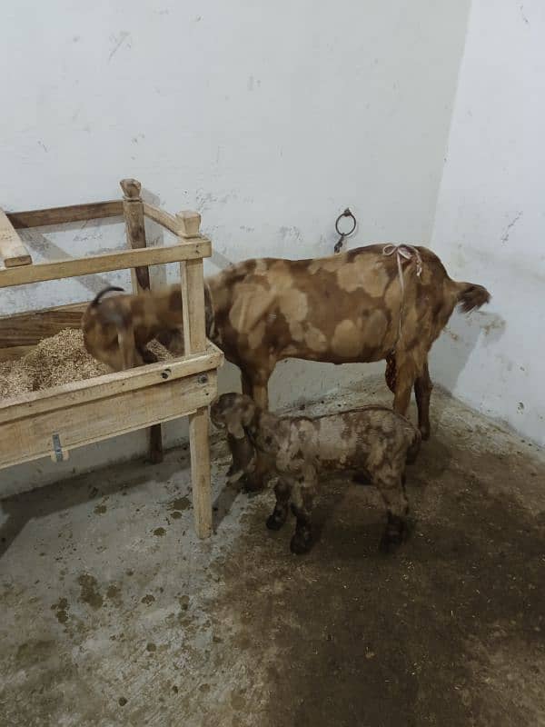 bakri  1 kidan urgent sale 3