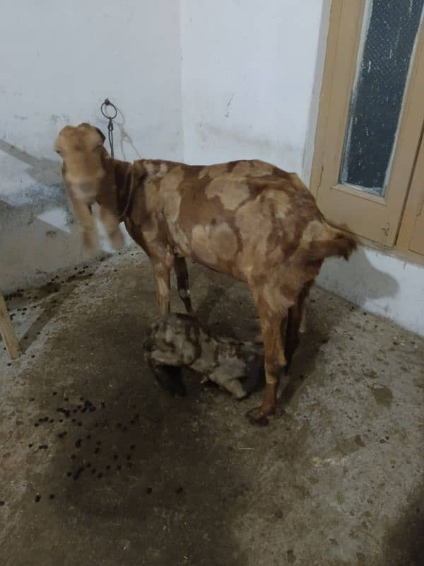 bakri  1 kidan urgent sale 4