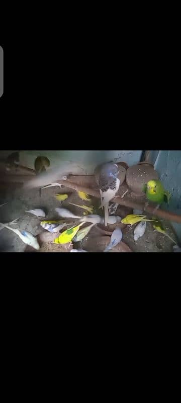 budgies 9