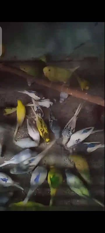 budgies 12