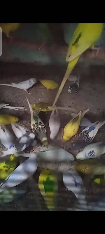 budgies 13