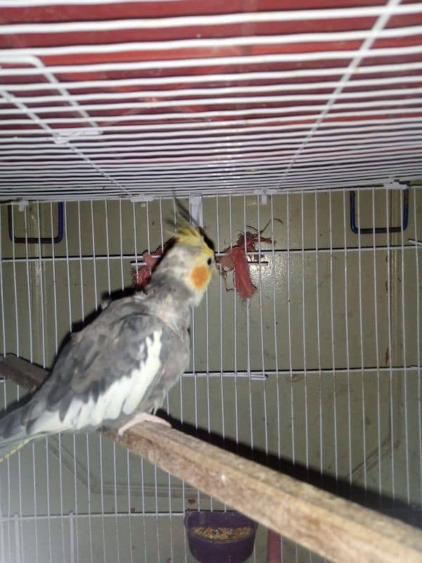 11months old male cockatiel with his new cage available for sale 1