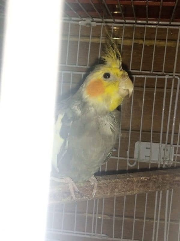 11months old male cockatiel with his new cage available for sale 2