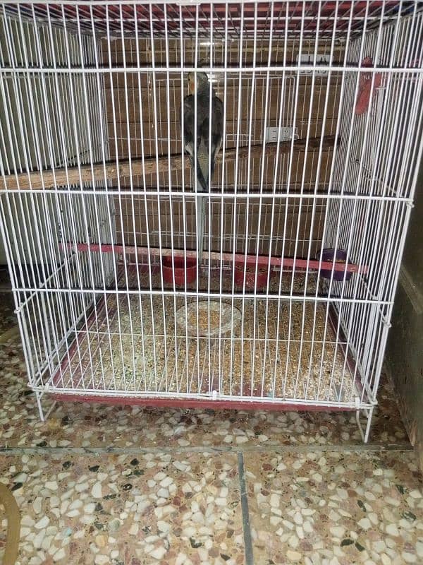 11months old male cockatiel with his new cage available for sale 3