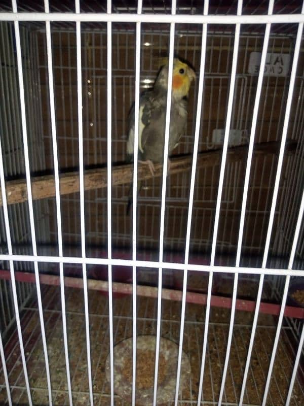 11months old male cockatiel with his new cage available for sale 4