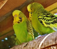 Australian birds breeder and non breeder