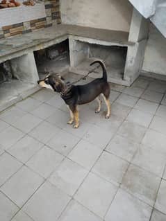 indian cross breed guard male dog