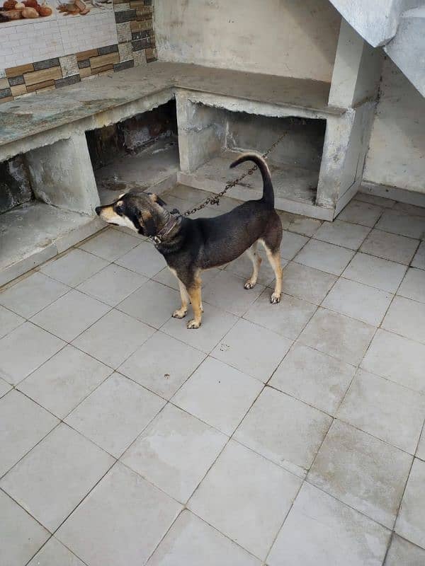 indian cross breed guard male dog 0