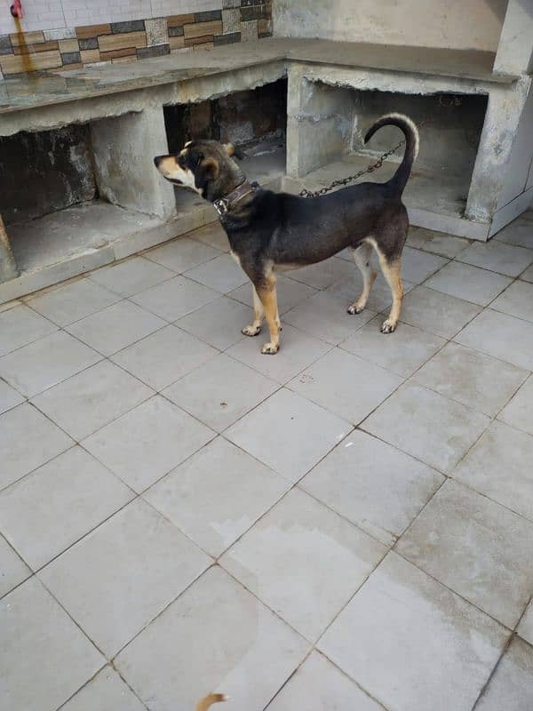 indian cross breed guard male dog 1